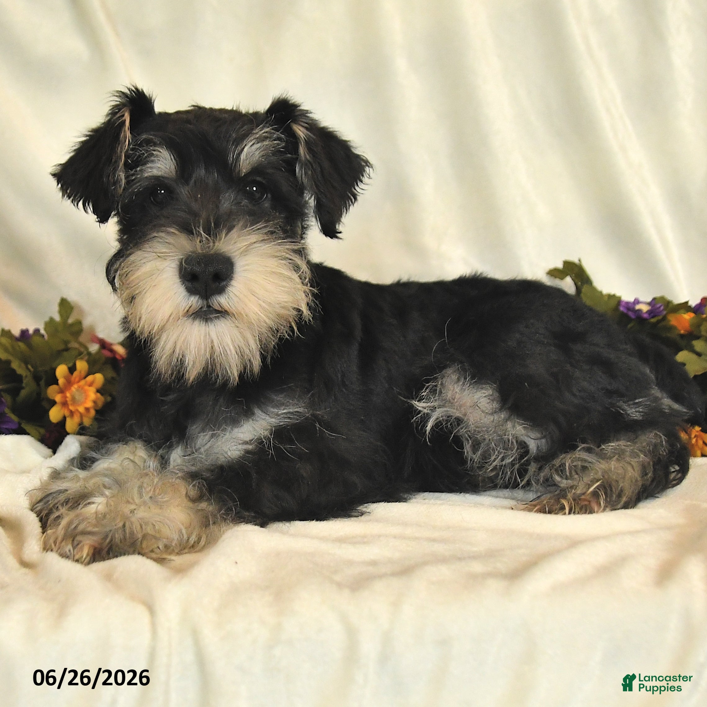 Miniature Schnauzer dogs George - Ad 1