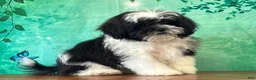 Teddy Bear dogs for sale: Spanky - Ad 1