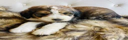 Bernedoodle dogs for sale: Daisy ❤️sable tricolor parti Bernedoodle Puppy 3 - Ad 7