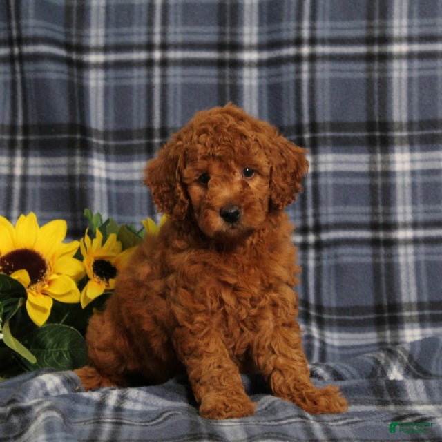 Miniature Poodle dogs Carson - Ad 1