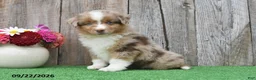 Miniature Australian Shepherd dogs for sale: Ripple - Ad 4