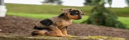 Miniature Pinscher dogs for sale: ACE - Ad 13