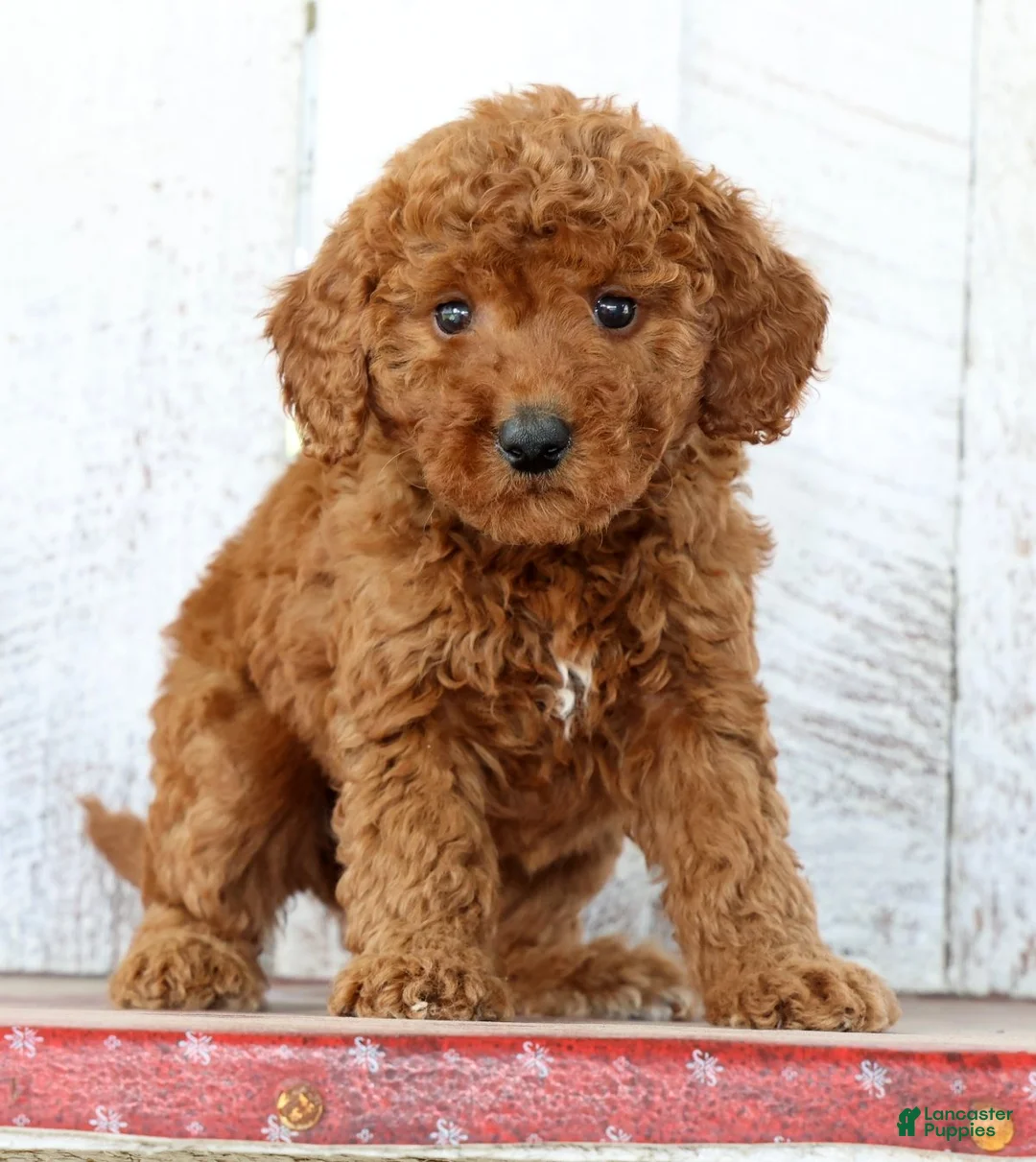 Mini Goldendoodle dogs for sale: Kylie - Ad 1