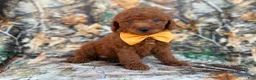 Mini Goldendoodle dogs for sale: Luca - Ad 1