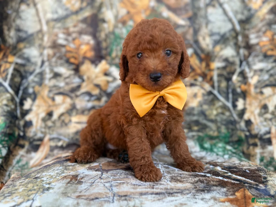 Mini Goldendoodle dogs for sale: Luca - Ad 1