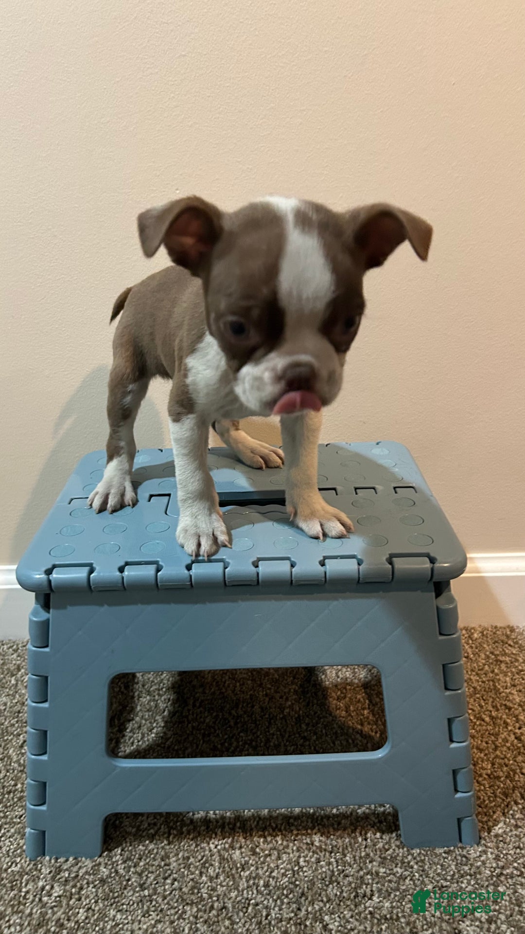 Boston Terrier dogs for sale: Suga - Ad 3