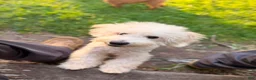 Bichpoo dogs for sale: Bump - Ad 2