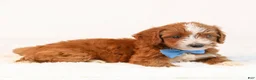 Mini Goldendoodle dogs for sale: Koda - Ad 5