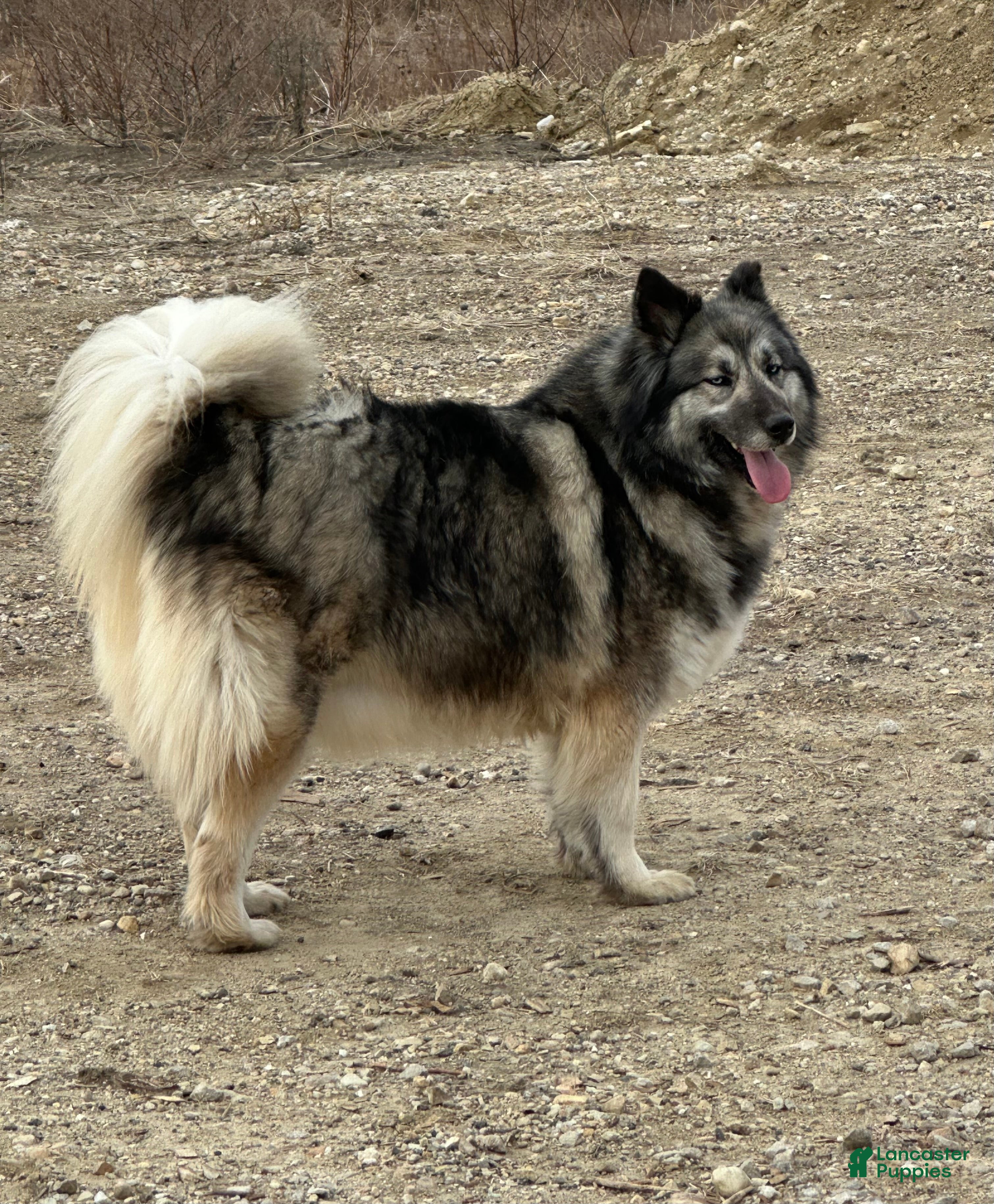 Siberian Husky dogs Siberian Husky Puppy 1 - Ad 2