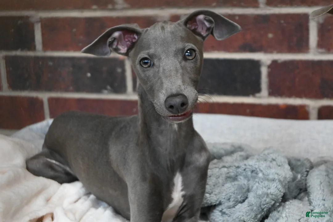 Italian Greyhound dogs for sale: Maynard - Ad 2