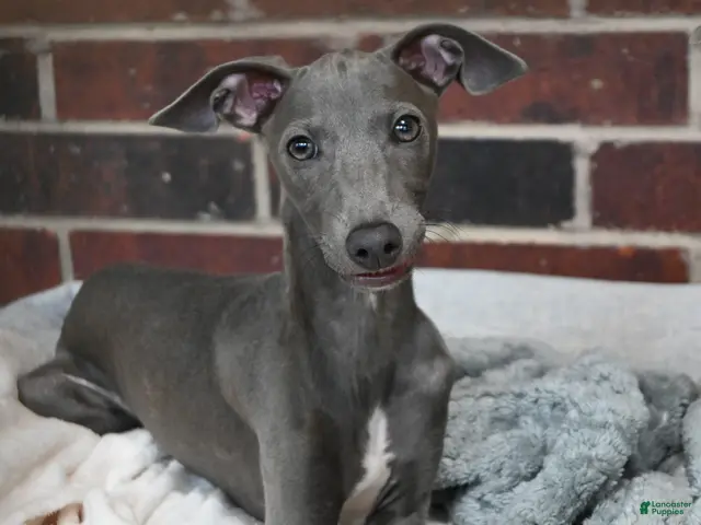 Italian Greyhound dogs for sale: Maynard - Ad 2