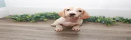 Miniature Dachshund dogs for sale: Mater - Ad 8