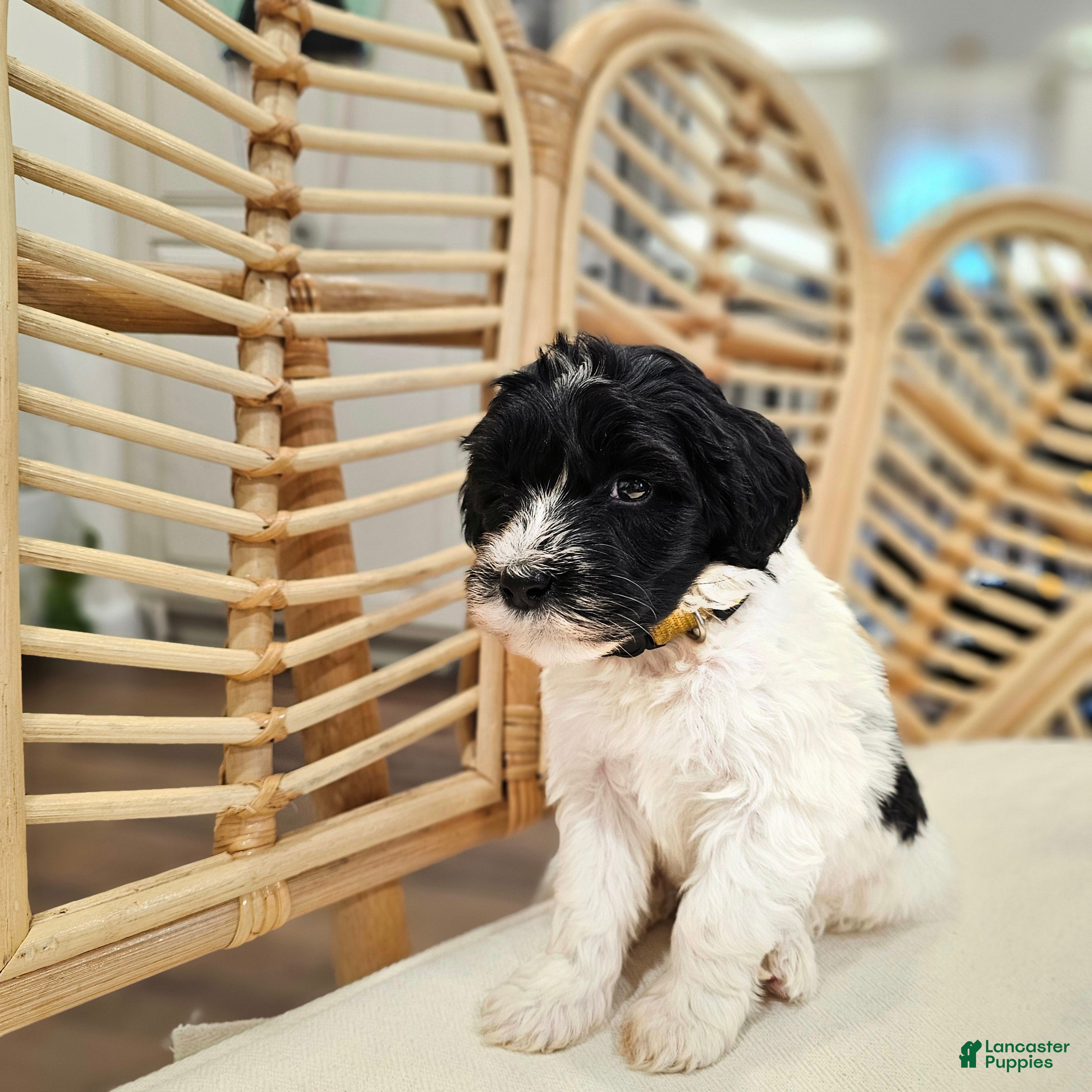 Portuguese Water Dog dogs Bella B. 💛 - Ad 1
