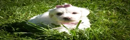 Maltese dogs for sale: Dream🌸 - Ad 8