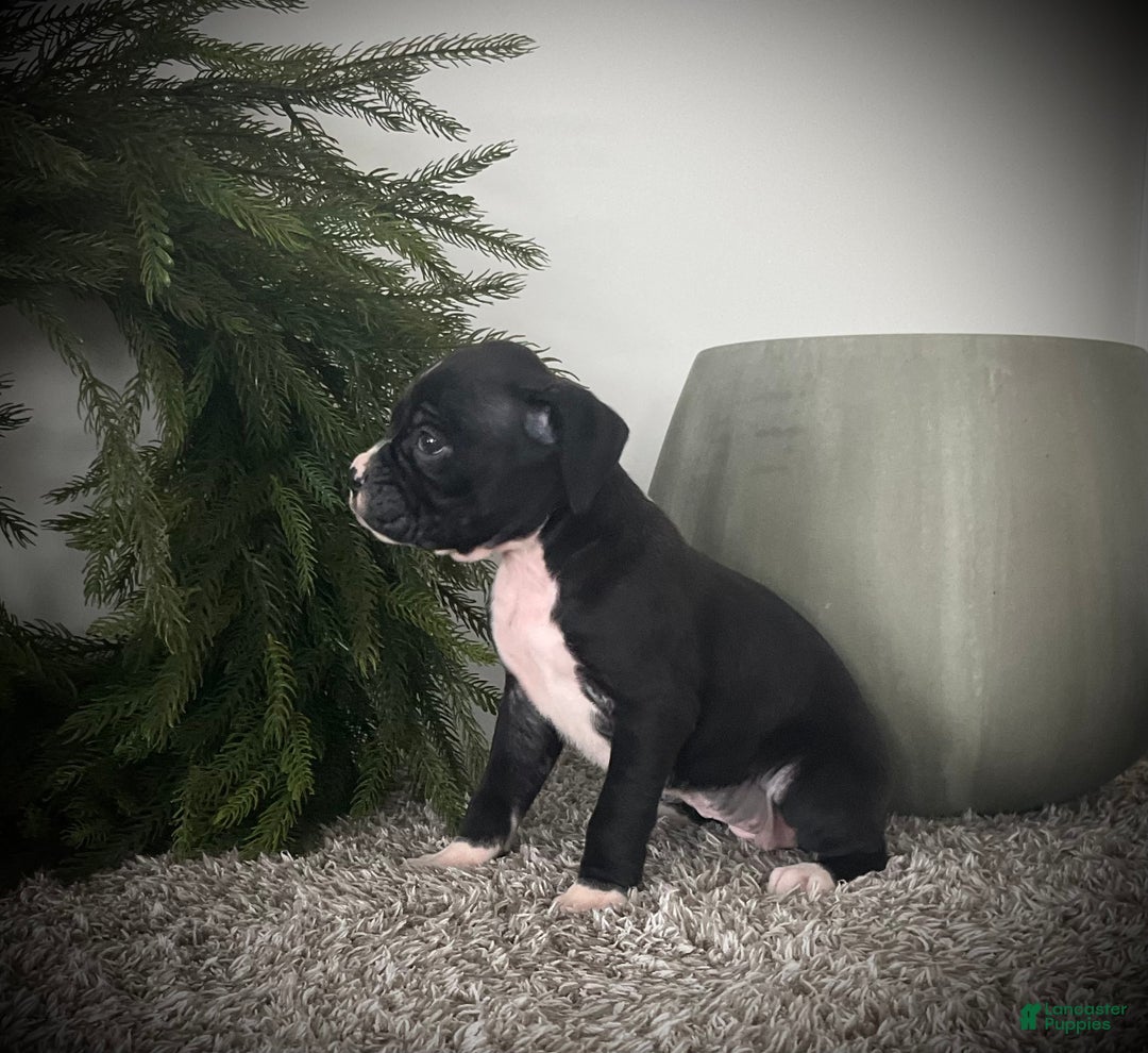 Boxer dogs for sale: Bella - Ad 2