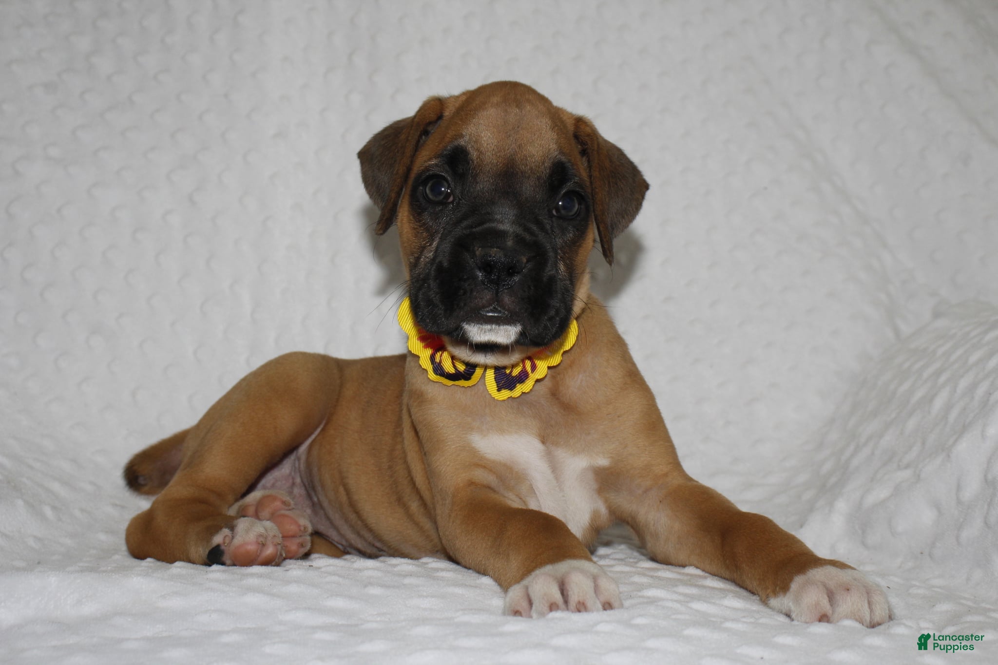 Boxer dogs bailey - Ad 2