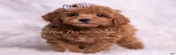 Toy Poodle dogs for sale: Saffron - Ad 4