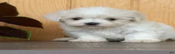 Maltese dogs for sale: Twirl - Ad 3