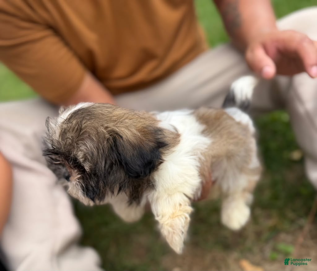 Shih Tzu dogs for sale: Shih Tzu Liza - Ad 2