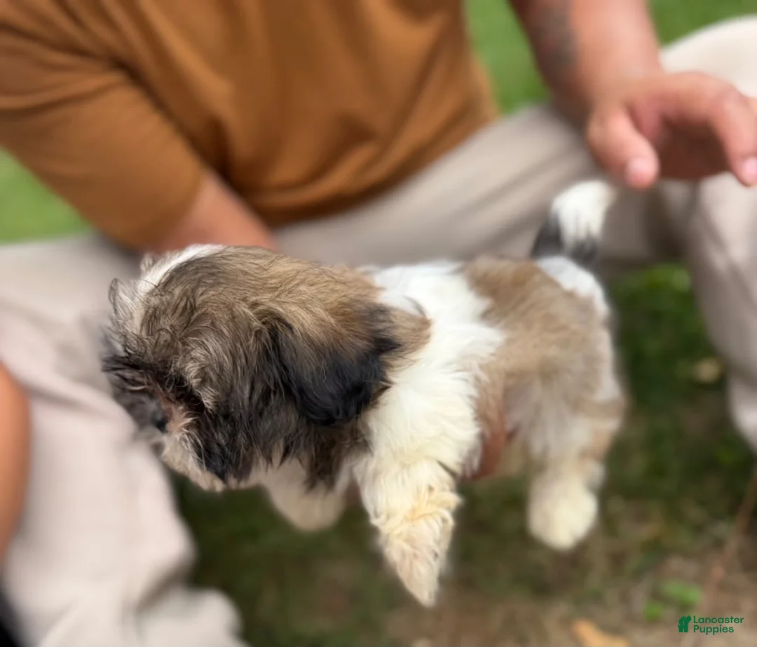 Shih Tzu dogs for sale: Shih Tzu Liza - Ad 2