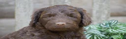 Portuguese Water Dog dogs for sale: Magnolia - Ad 2