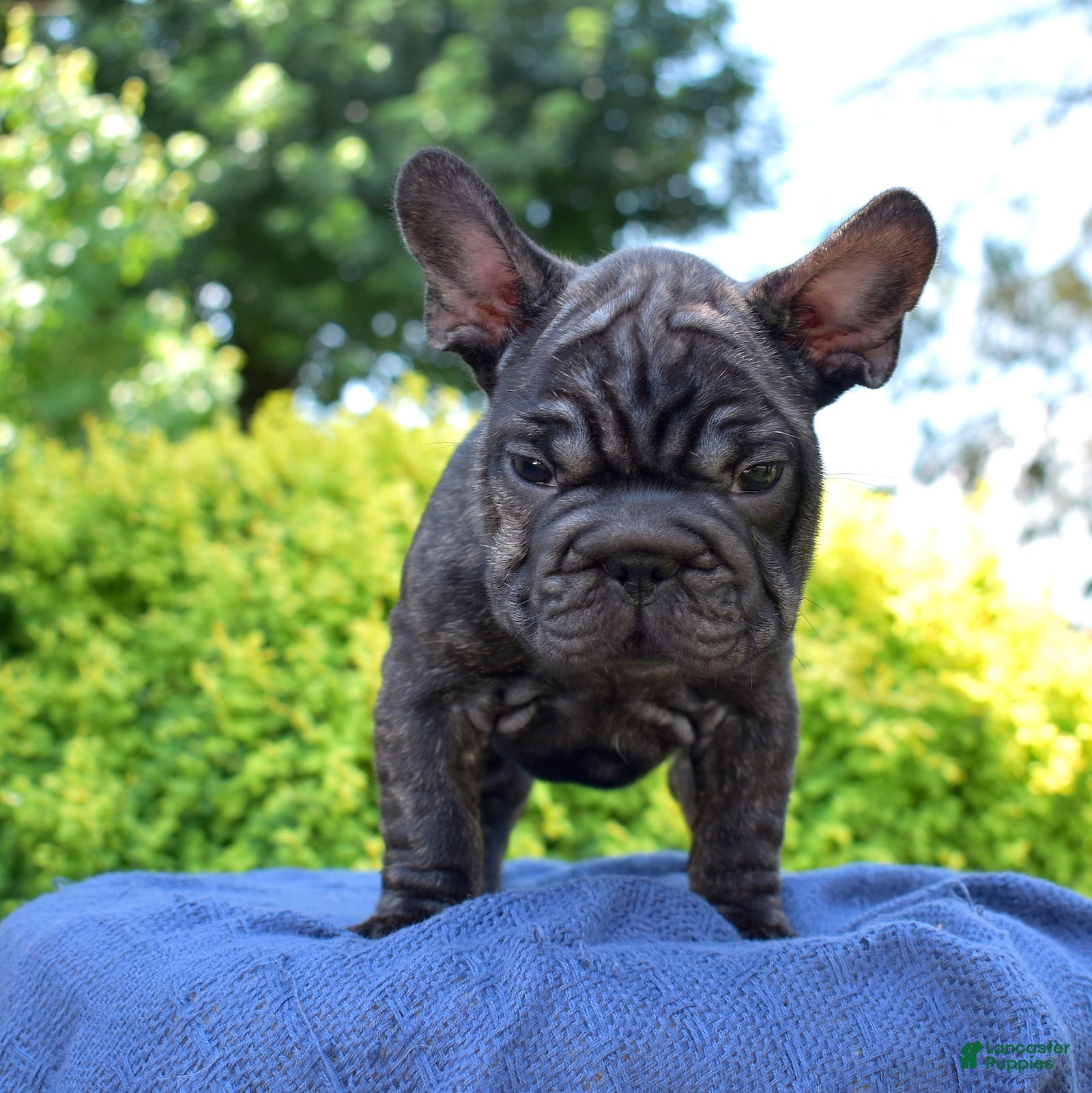 French Bulldog dogs Stormy - Ad 2