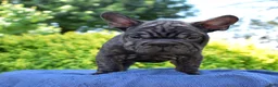 French Bulldog dogs for sale: Stormy - Ad 4