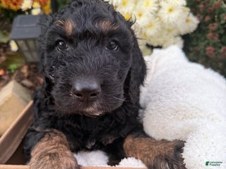 Goldendoodle dogs - Ad 5
