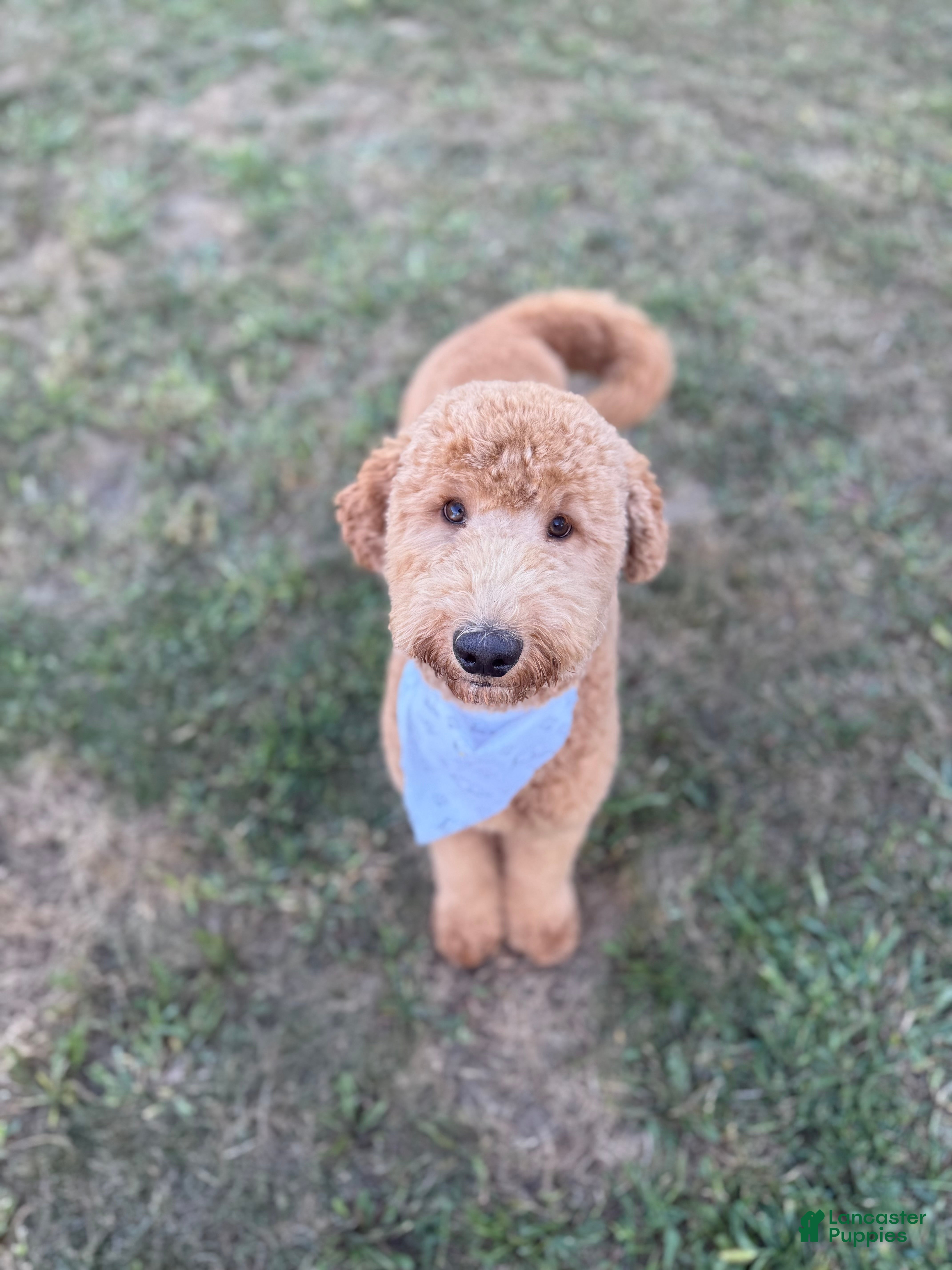 Mixed Breed dogs Charlie - Ad 1