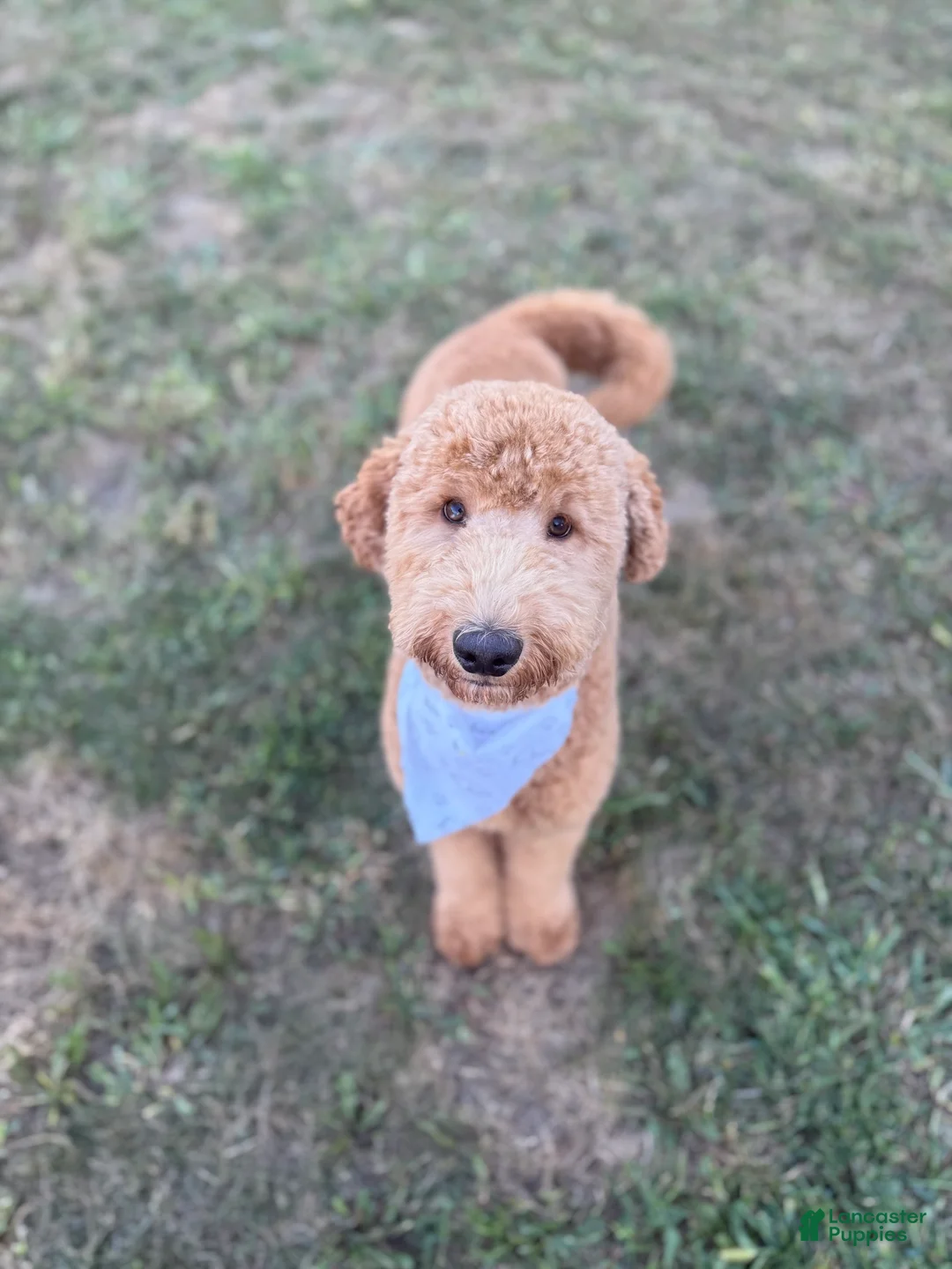 Mixed Breed dogs for sale: Charlie - Ad 1