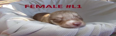 Siberian Husky female #1