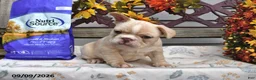 French Bulldog dogs for sale: Willow - Ad 5