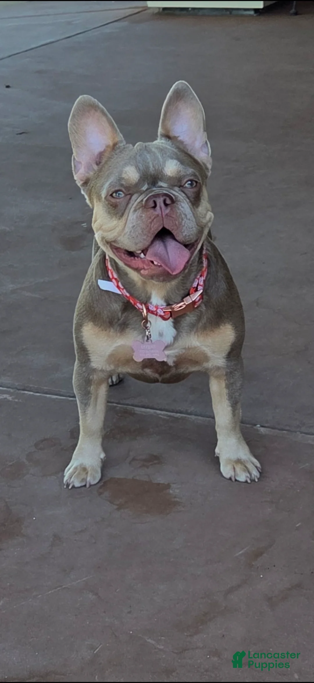 French Bulldog dogs for sale: French Bulldog Puppy 1 - Ad 2