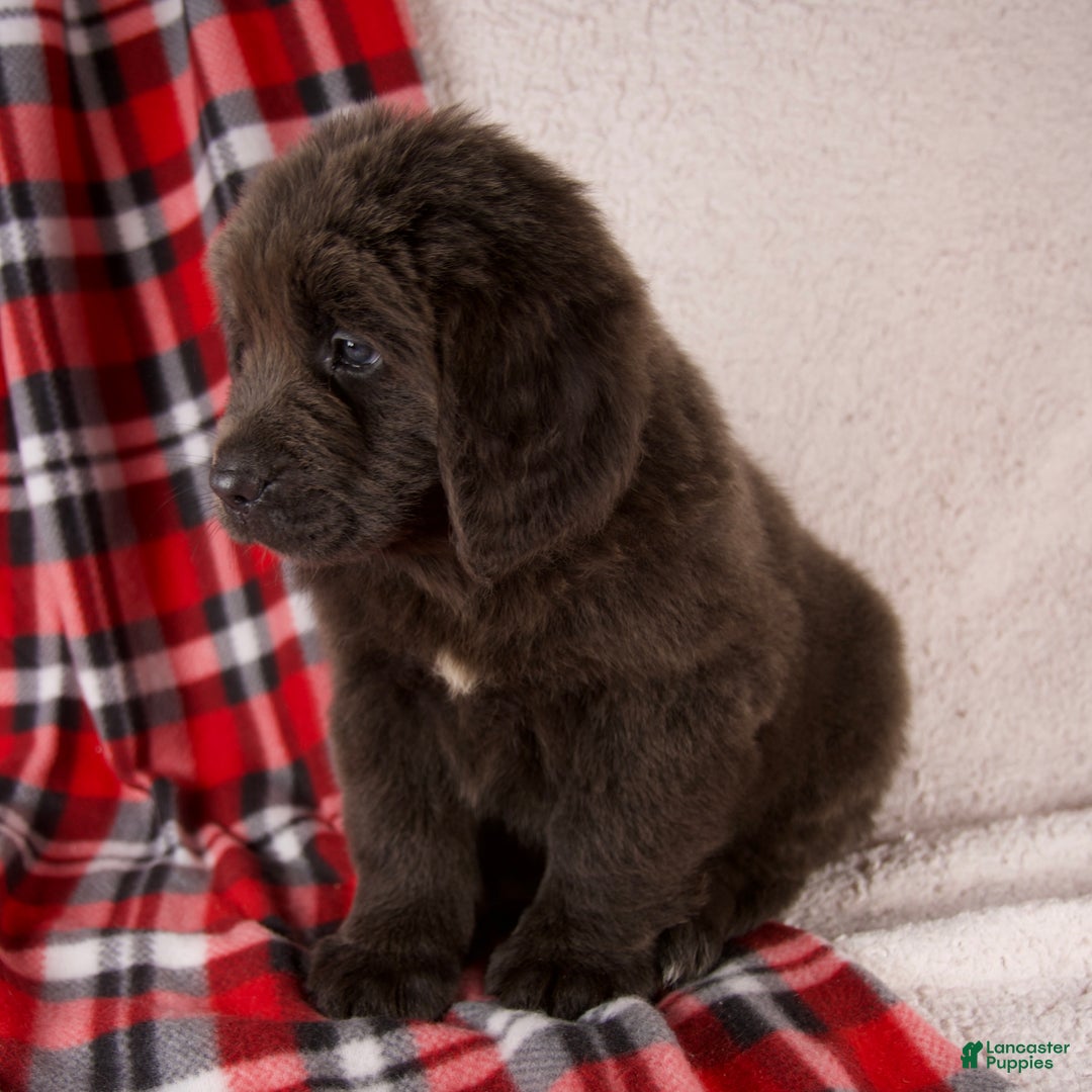 Newfoundland dogs for sale: Holly - Ad 7