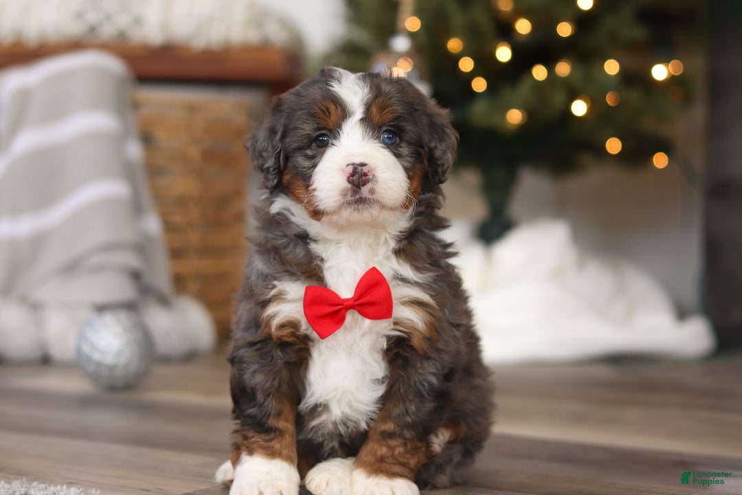 Mini Bernedoodle dogs for sale: Theo - Ad 3