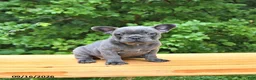 French Bulldog dogs for sale: Bailey - Ad 2