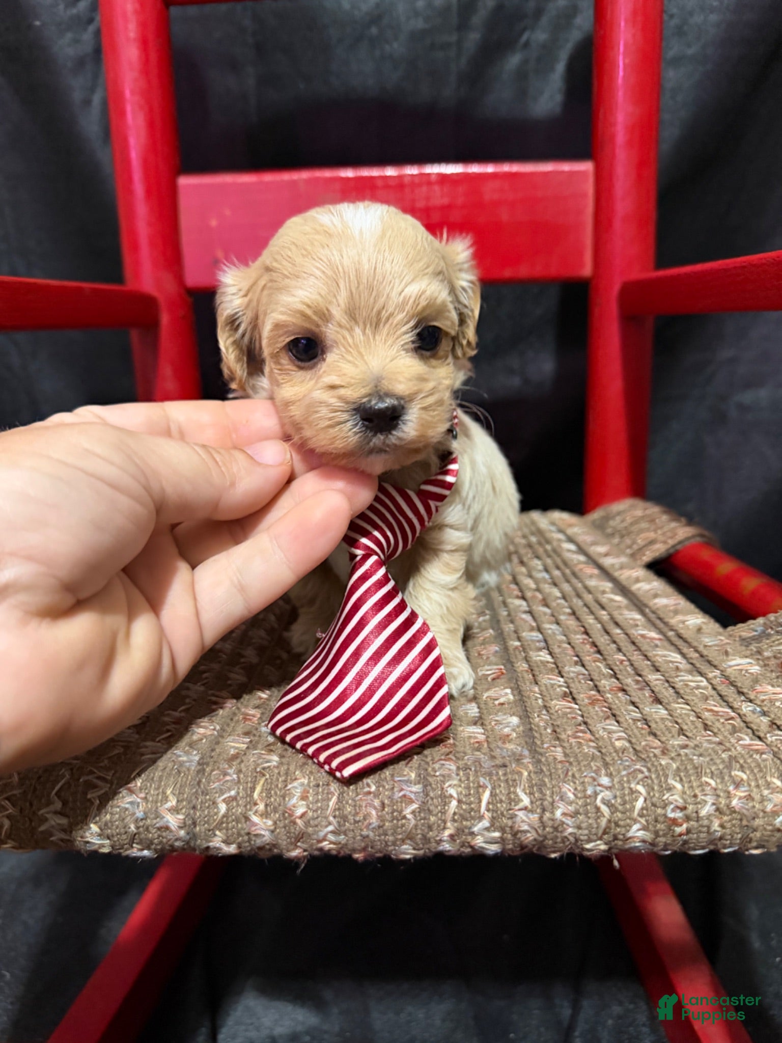Maltipoo dogs Maltipoo Boy! Red Tie - Ad 18
