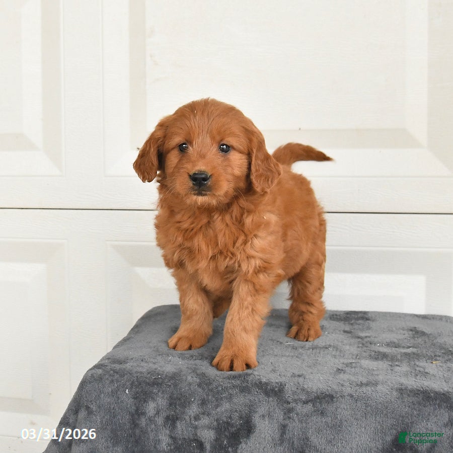 Mini Goldendoodle dogs Maggie - Ad 1