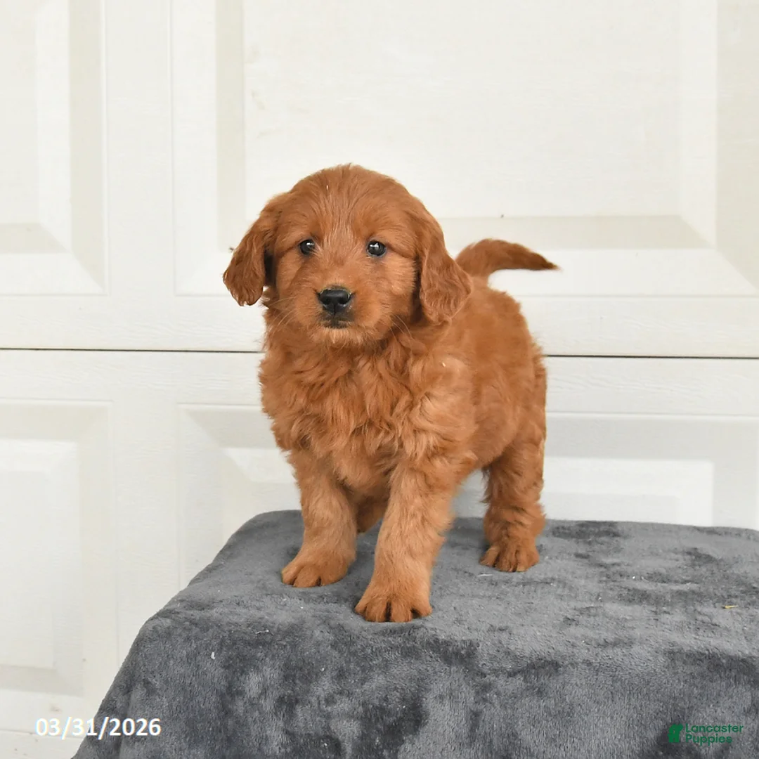 Mini Goldendoodle dogs for sale: Maggie - Ad 1