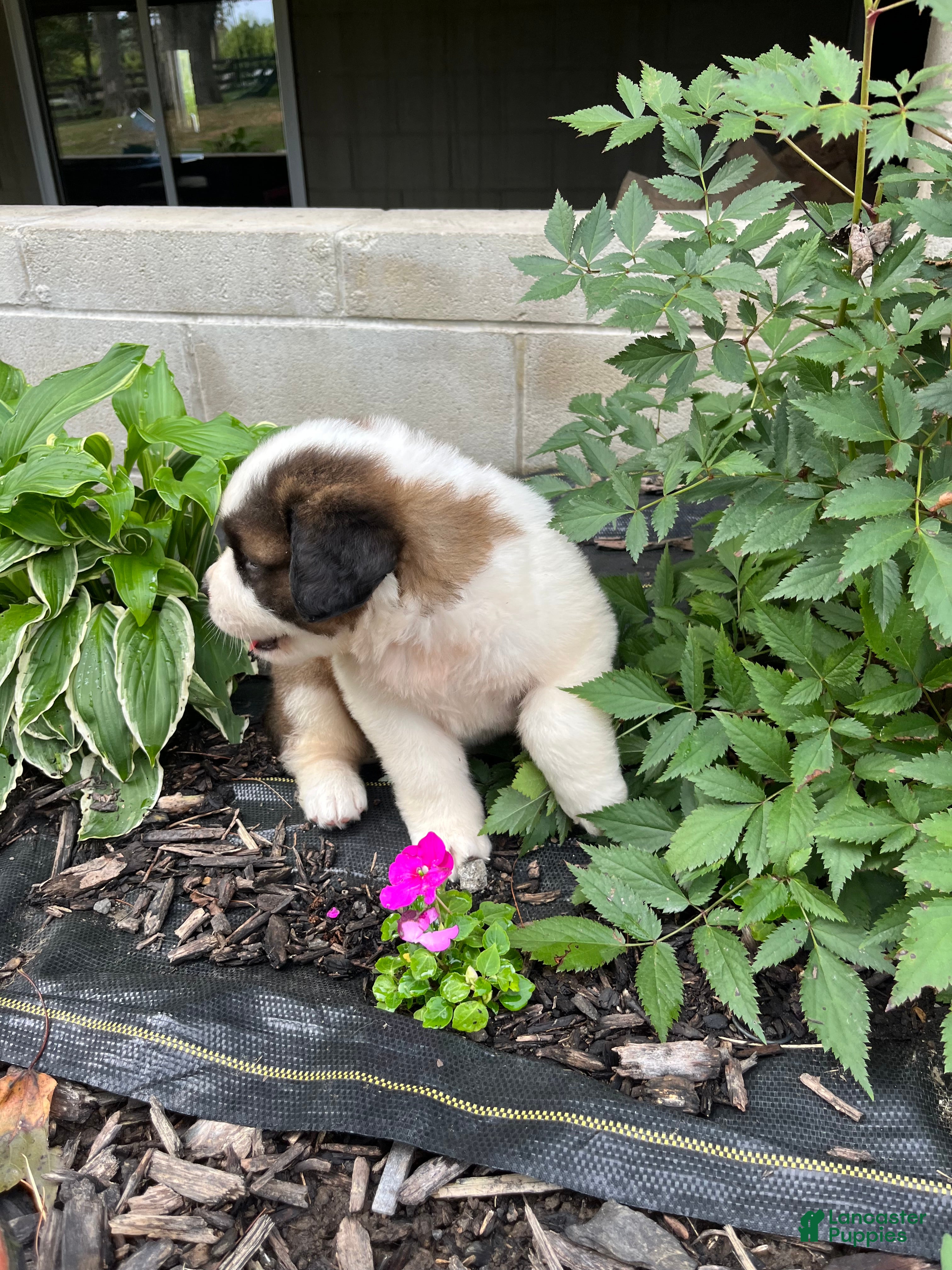 Saint Bernard dogs Saint Bernard 9 - Ad 1