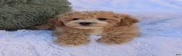 Bichpoo dogs for sale: Jett - Ad 3