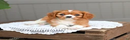 Cavalier King Charles Spaniel dogs for sale: Biscuit - Ad 3