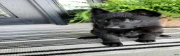 German Shepherd dogs for sale: Daisy - Ad 5