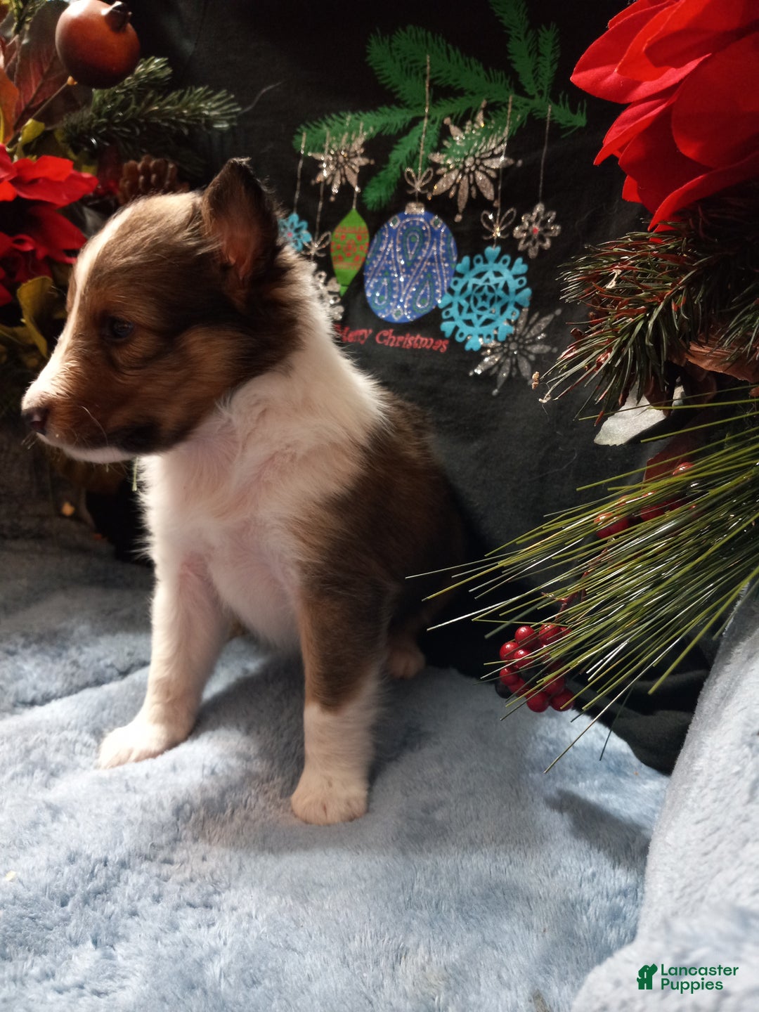 Shetland Sheepdog dogs for sale: PJ  - Ad 1