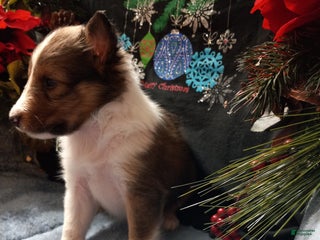 Shetland Sheepdog dogs PJ - Ad 18