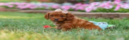 Cavapoo dogs for sale: Ellie - Ad 4
