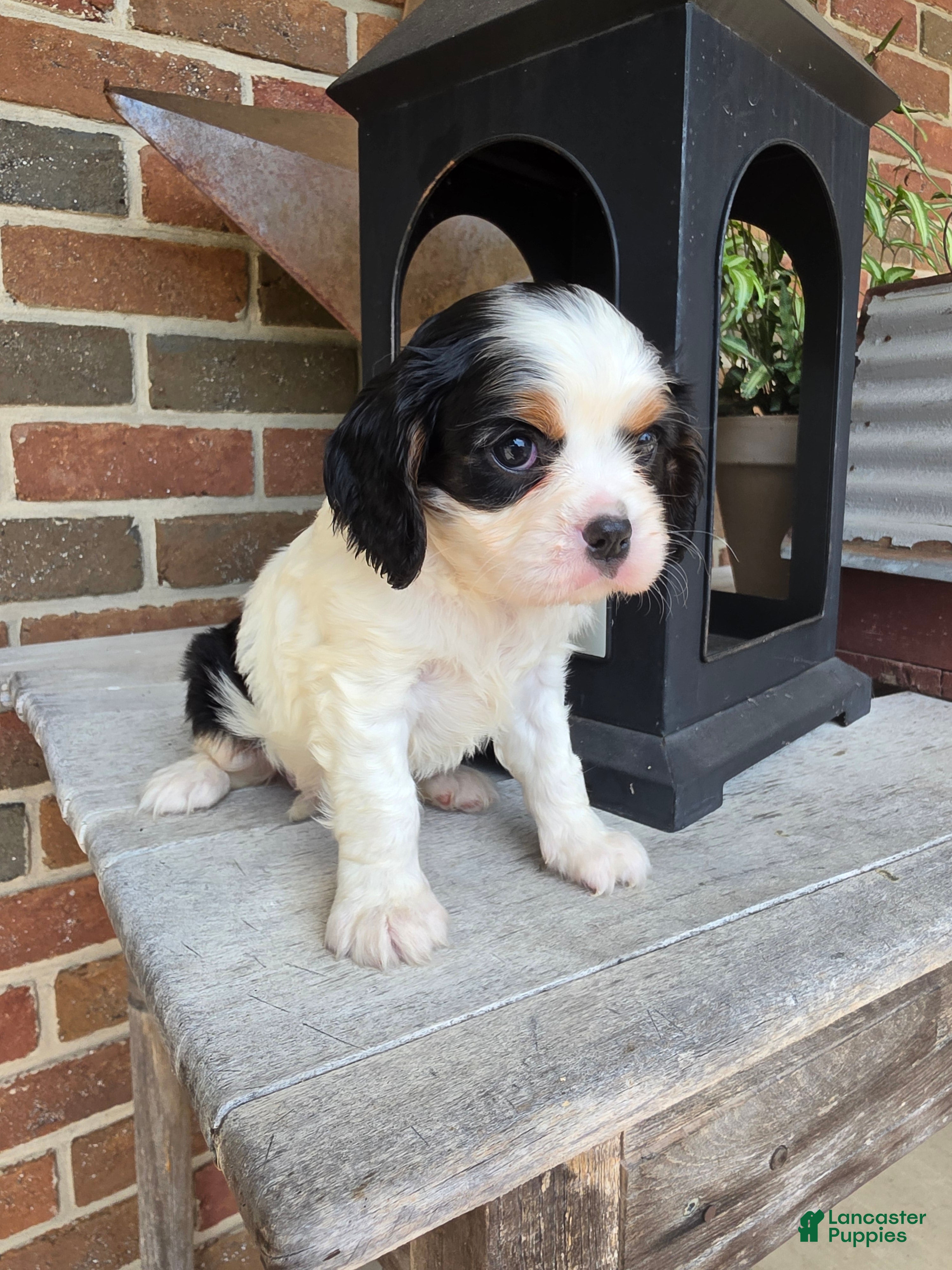 Cavalier King Charles Spaniel dogs Tucker - Ad 2