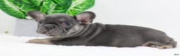 French Bulldog dogs for sale: Eaton - Ad 10