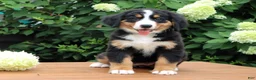 Bernese Mountain Dog dogs for sale: Reba - Ad 2