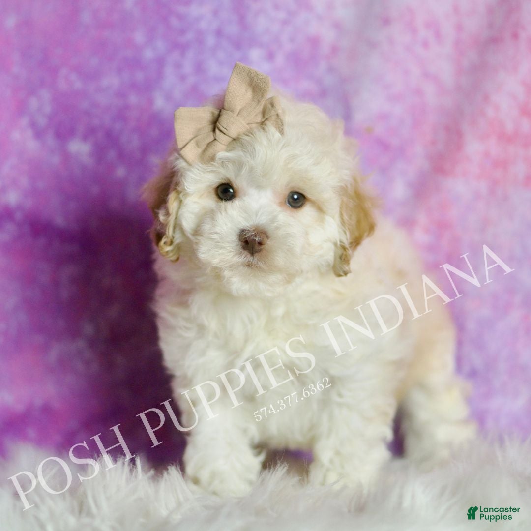 Maltipoo dogs Toast - Ad 31